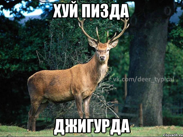 хуй пизда джигурда, Мем Паблик Типичный олень