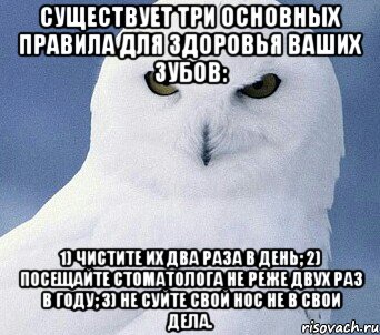 Существует три основных правила для здоровья ваших зубов: 1) чистите их два раза в день; 2) посещайте стоматолога не реже двух раз в году; 3) не суйте свой нос не в свои дела., Мем сова