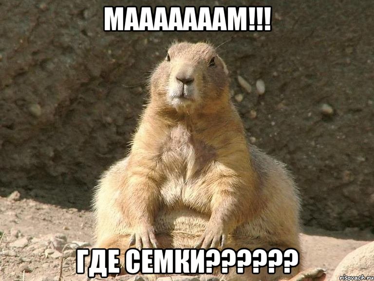Мааааааам!!! Где Семки??????, Мем суслик
