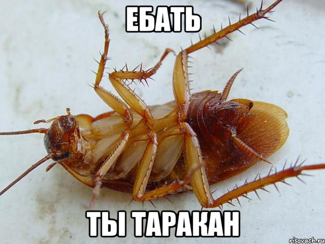 ебать ты таракан