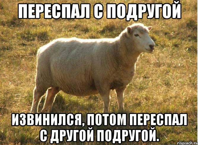 Переспал с подругой Извинился, потом переспал с другой подругой., Мем Типичная овца