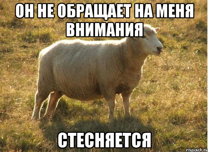 Он не обращает на меня внимания Стесняется, Мем Типичная овца