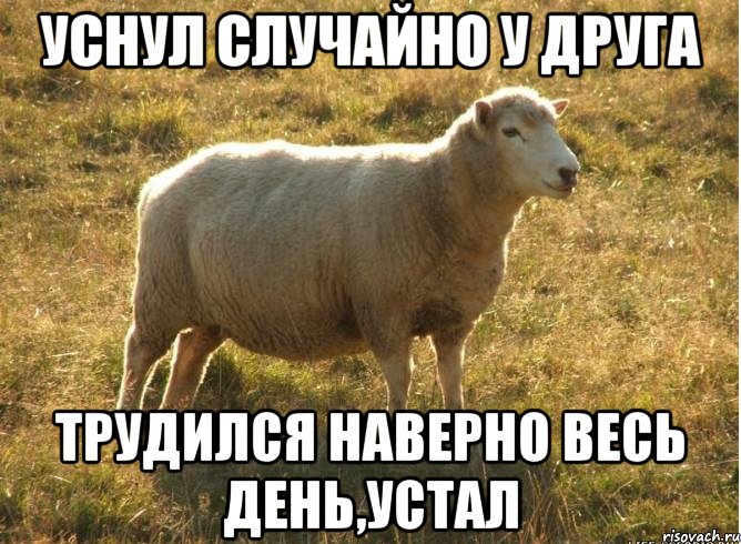 Уснул случайно у друга Трудился наверно весь день,устал, Мем Типичная овца