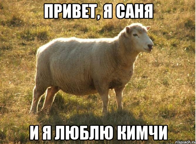Привет, я Саня И я люблю кимчи, Мем Типичная овца