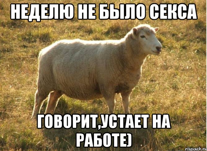 неделю не было секса говорит,устает на работе), Мем Типичная овца