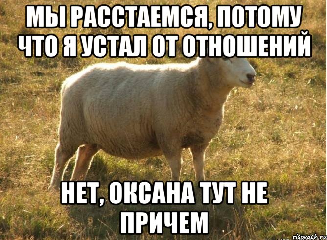 мы расстаемся, потому что я устал от отношений нет, Оксана тут не причем, Мем Типичная овца