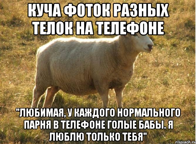 куча фоток разных телок на телефоне "любимая, у каждого нормального парня в телефоне голые бабы. Я люблю только тебя", Мем Типичная овца