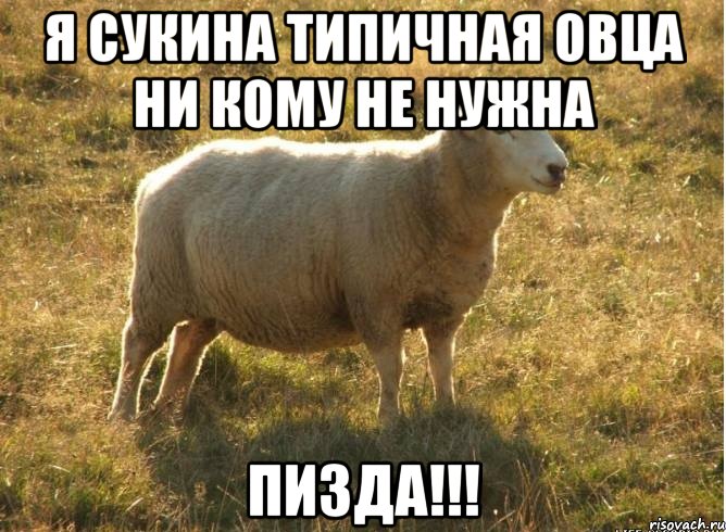 Я сукина типичная овца ни кому не нужна Пизда!!!, Мем Типичная овца