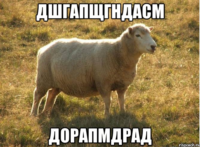 дшгапщгндасм дорапмдрад, Мем Типичная овца