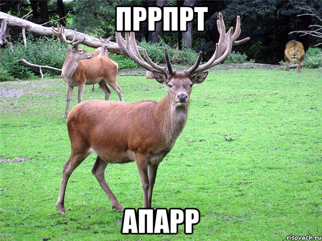 пррпрт апарр