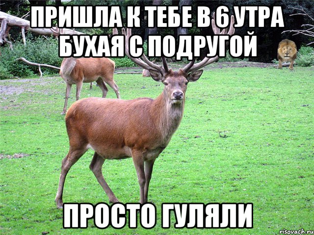 Пришла к тебе в 6 утра бухая с подругой просто гуляли