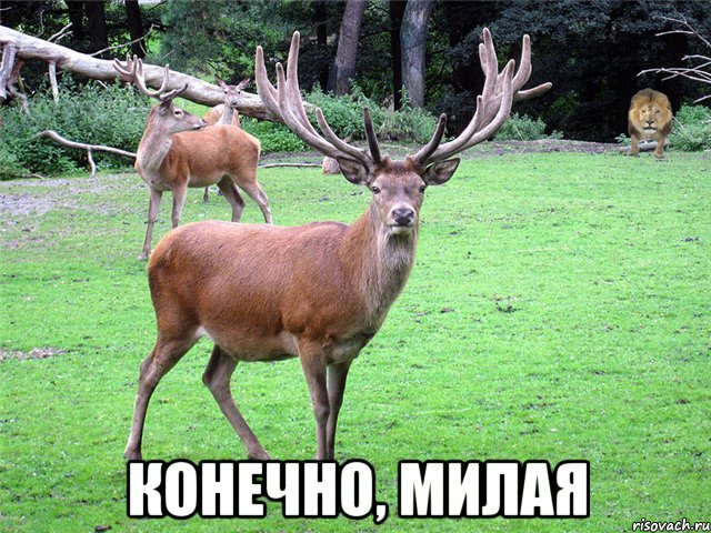  Конечно, милая
