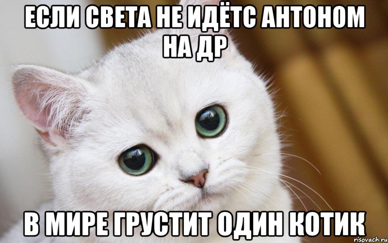 Если Света не идётс Антоном на ДР в мире грустит один котик, Мем  В мире грустит один котик