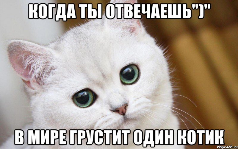 Когда ты отвечаешь")" в мире грустит один котик, Мем  В мире грустит один котик
