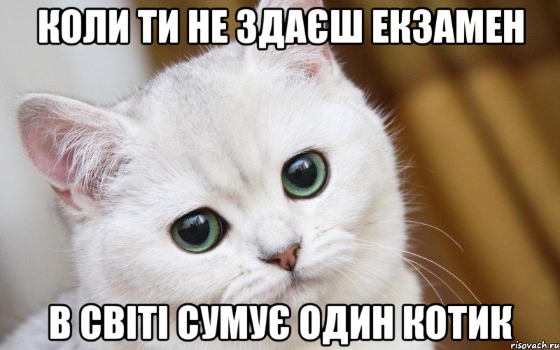 Коли ти не здаєш екзамен в світі сумує один котик, Мем  В мире грустит один котик