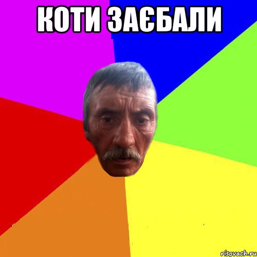 коти заєбали 