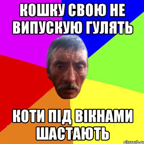 кошку свою не випускую гулять коти під вікнами шастають