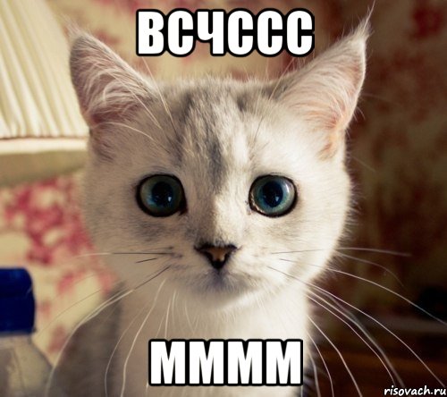 всчссс мммм, Мем все  котейки  просто прекрасны 