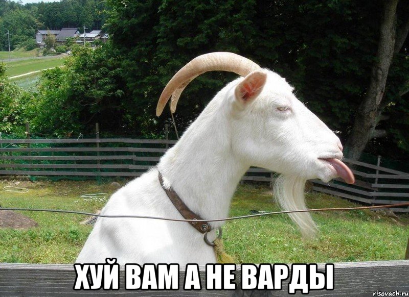  Хуй вам а не варды, Мем выф