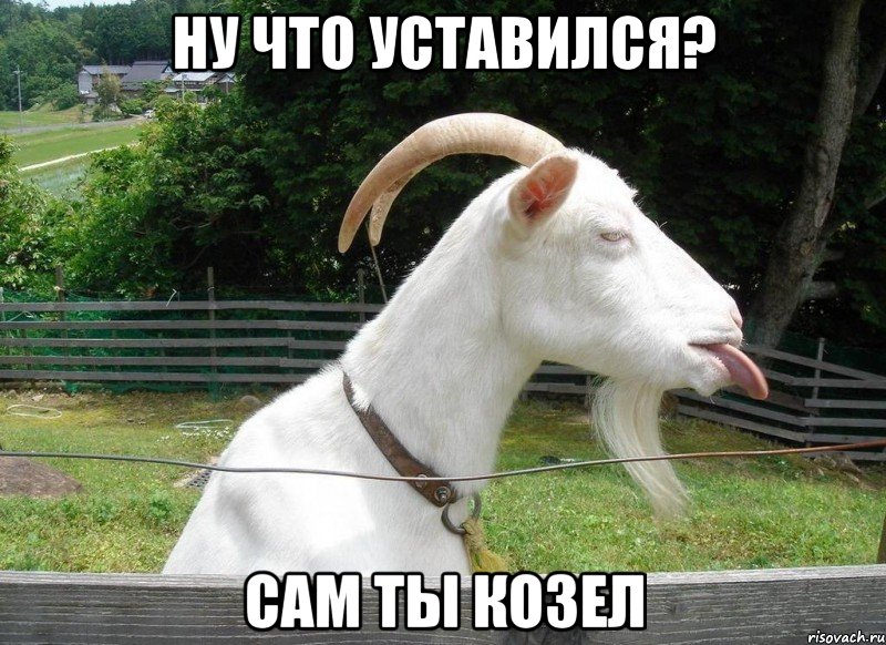 Ну что уставился? Сам ты козел, Мем выф