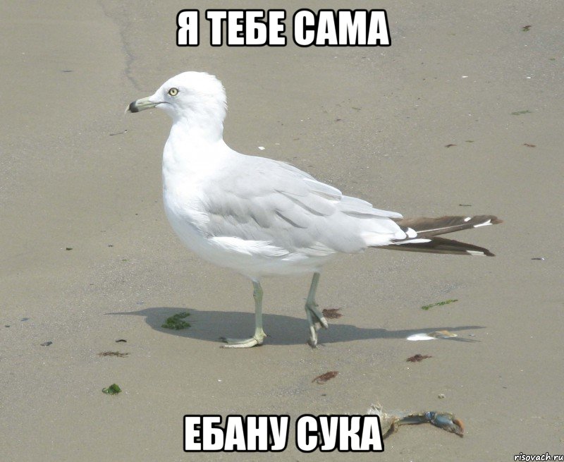 я тебе сама ебану сука
