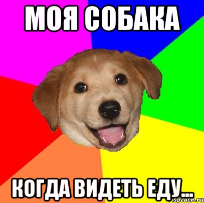 Моя собака Когда видеть еду..., Мем Advice Dog