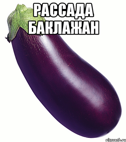 Рассада баклажан 