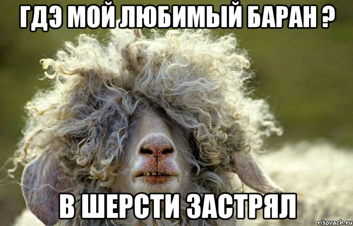 Гдэ мой любимый баран ? В шерсти застрял