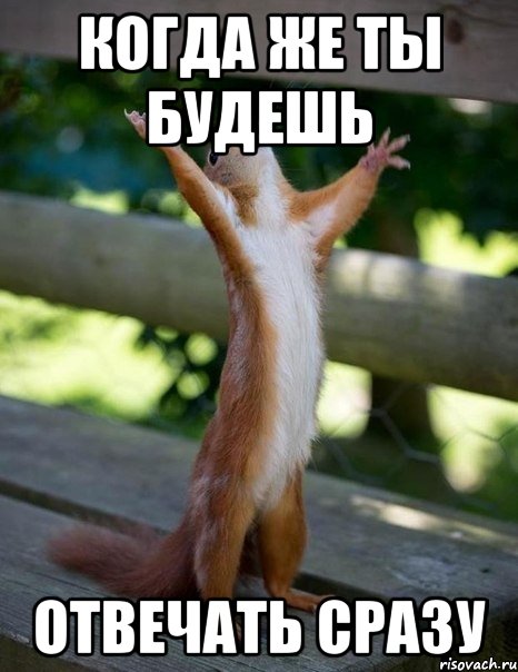когда же ты будешь отвечать сразу, Мем    белка молится