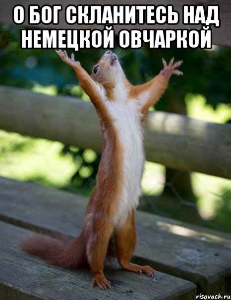 о бог скланитесь над немецкой овчаркой , Мем    белка молится