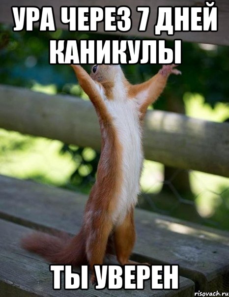 Ура через 7 дней каникулы Ты уверен, Мем    белка молится