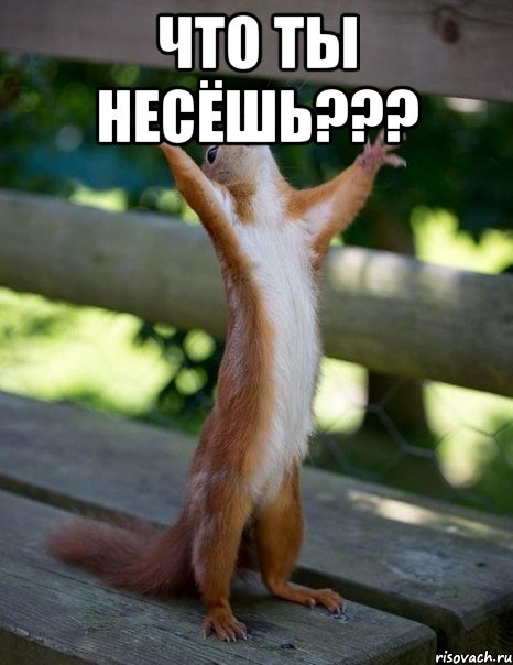 что ты несёшь??? , Мем    белка молится