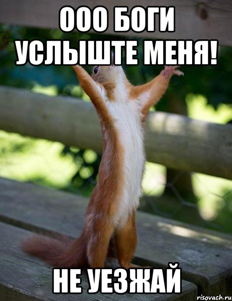 ооо Боги услыште меня! не уезжай, Мем    белка молится