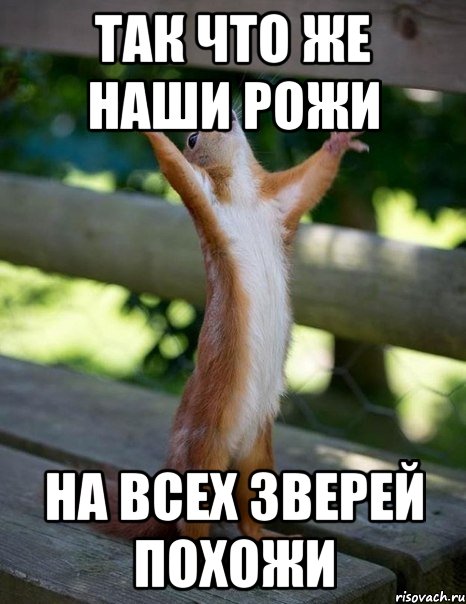 Так что же наши рожи на всех зверей похожи, Мем    белка молится
