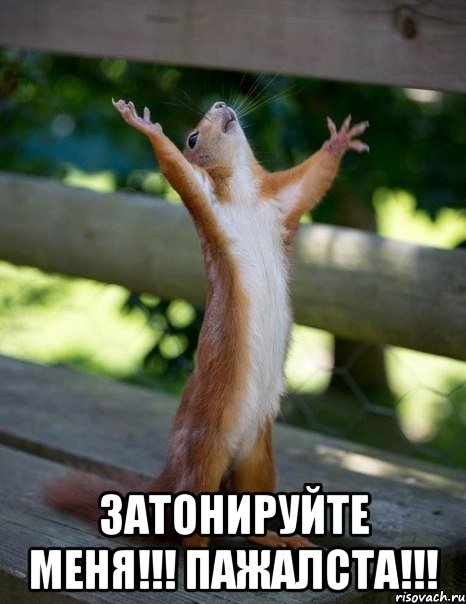  Затонируйте меня!!! Пажалста!!!, Мем    белка молится