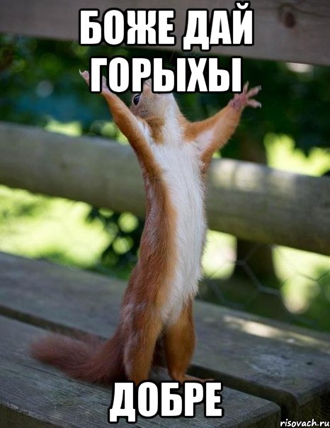 боже дай горыхы добре, Мем    белка молится