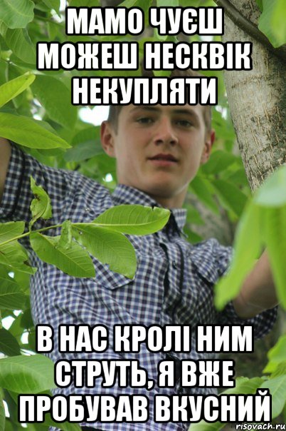 Мамо чуєш можеш несквік некупляти в нас кролі ним струть, я вже пробував вкусний