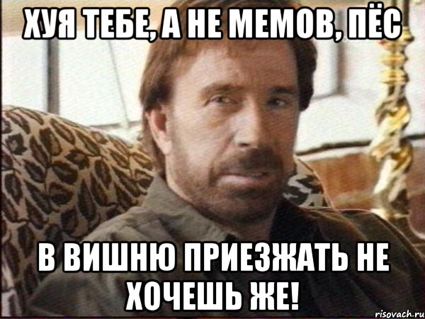 хуя тебе, а не мемов, пёс В Вишню приезжать не хочешь же!, Мем чак норрис