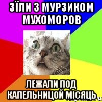 зїли з мурзиком мухоморов лежали под капельницой місяць