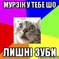 Мурзік у тебе шо лишні зуби