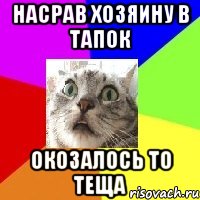 насрав хозяину в тапок окозалось то теща
