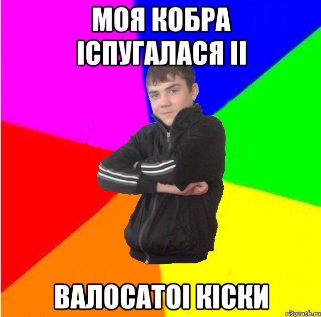 моя кобра iспугалася ii валосатоi кiски
