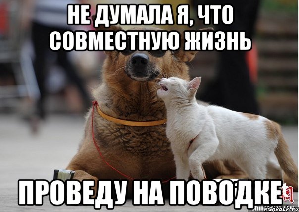 Не думала я, что совместную жизнь проведу на поводке