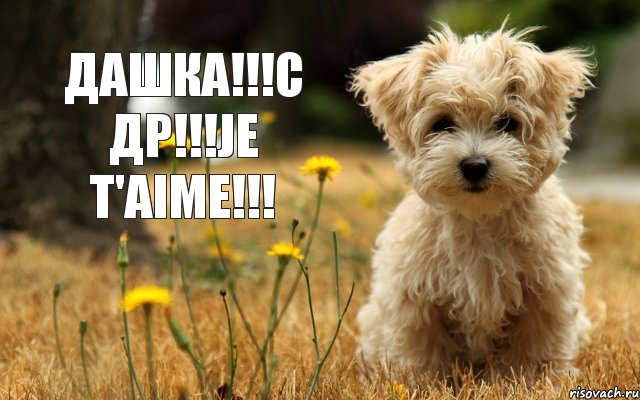 ДАШКА!!!С ДР!!!Je t'aime!!!, Комикс ДАШКА С ДР Je taime