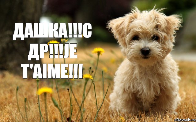 ДАШКА!!!С ДР!!!Je t'aime!!!, Комикс ДАШКА С ДР Je taime