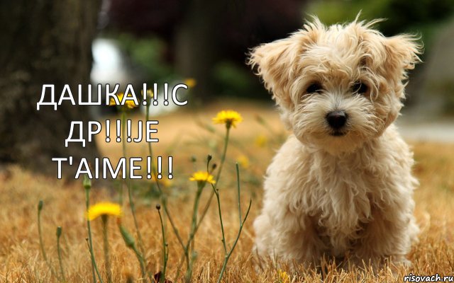 ДАШКА!!!С ДР!!!Je t'aime!!!, Комикс ДАШКА С ДР Je taime