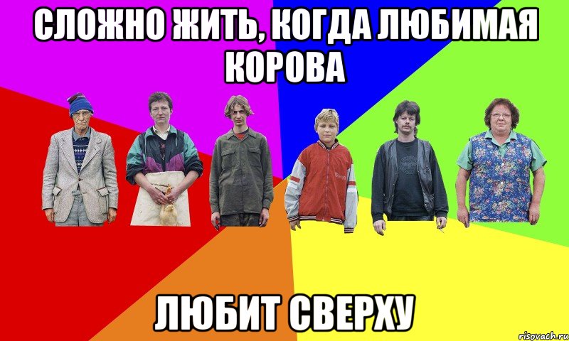 сложно жить, когда любимая корова любит сверху
