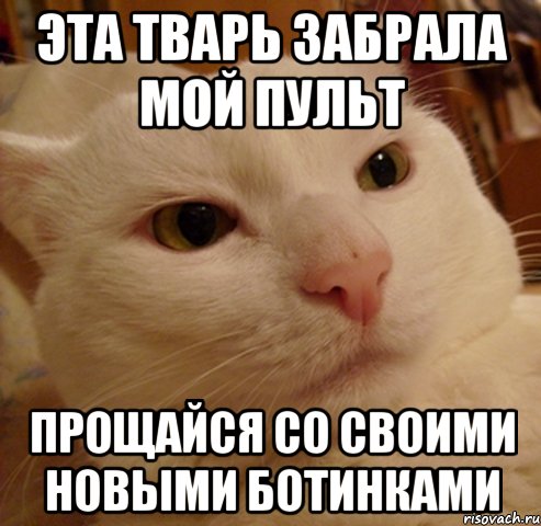 Эта тварь забрала мой пульт прощайся со своими новыми ботинками, Мем Дерзкий котэ