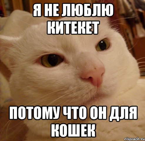 Я не люблю китекет Потому что он для кошек, Мем Дерзкий котэ