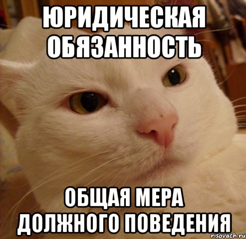 Юридическая обязанность общая мера должного поведения, Мем Дерзкий котэ